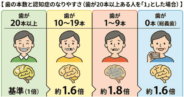 歯の本数と認知症のなりやすさ